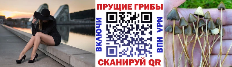 Псилоцибиновые грибы GOLDEN TEACHER  купить наркотики сайты  Новый Уренгой 